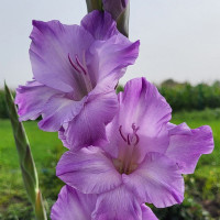Гладиолус Milka