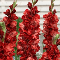 Гладіолус Гофрований Omsk