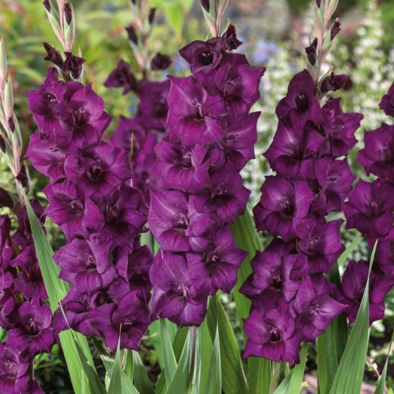 Купити Гладіолус Purple Flora 3 шт в Києві
