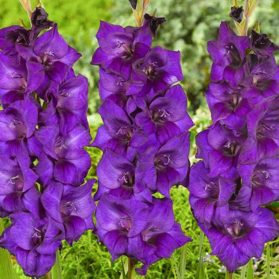 Купити Гладіолус Purple Flora 3 шт в Києві