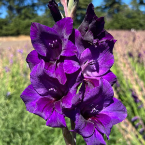 Гладиолус Purple Flora