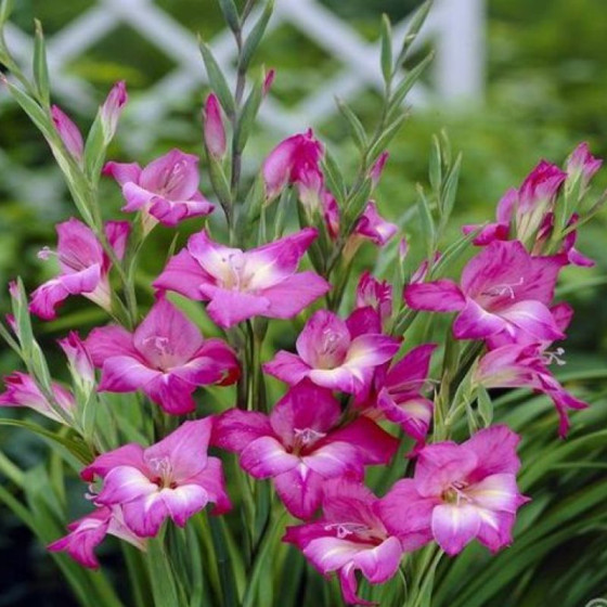 Купити Гладіолус hybrid Summer Jewel 3 шт в Києві