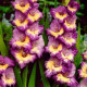 Купити Гладіолус Dynamite в Києві