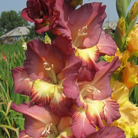Гладіолус Kenia