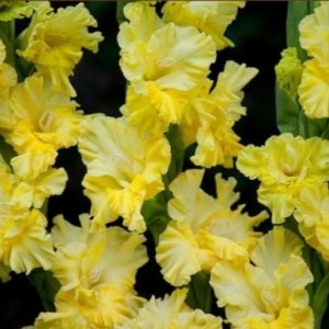 Гладиолус Lemon Tree (Petite Puce)