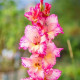 Купити Гладіолус Priscilla в Києві