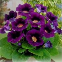 Глоксинія Violacea