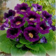 Купити Глоксинія Violacea в Києві