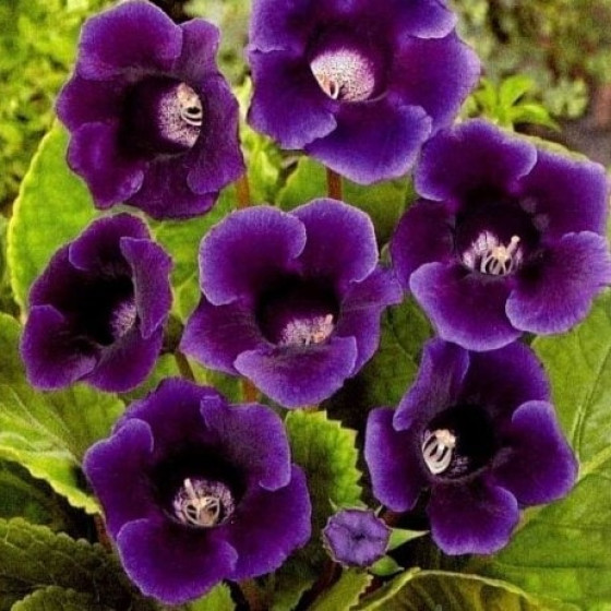 Купити Глоксинія Violacea в Києві