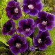 Купити Глоксинія Violacea в Києві