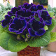 Купити Глоксинія Violacea в Києві