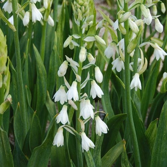 Купити Галтонія Candicans в Києві
