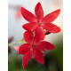 Купити Схизостиліс (Schizostylis) Coccinea в Києві