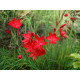 Купити Схизостиліс (Schizostylis) Coccinea в Києві