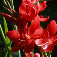 Схизостиліс (Schizostylis) Coccinea