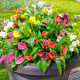 Купити Калла суміш 3 шт в Києві