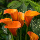Купити Кала Orange Art в Києві