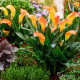 Купити Кала Orange Art в Києві