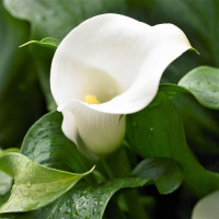 Кала White Mambo