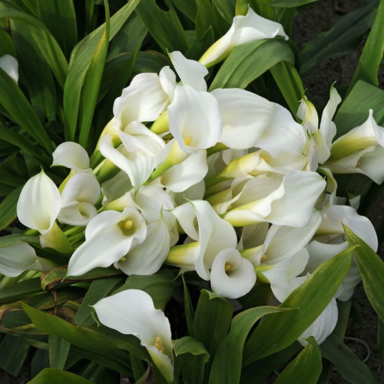 Купити Кала White Mambo в Києві