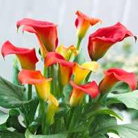 Калла Captain Fuego