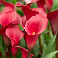 Калла Red Charm