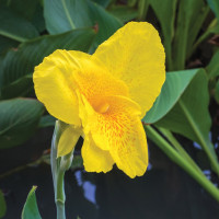 Канна King City Gold