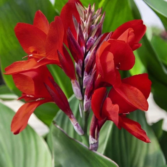 Купити Канна Brillant в Києві