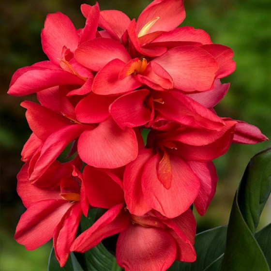 Купити Канна Crimson Beauty в Києві