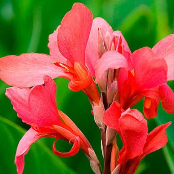 Купити Канна Crimson Beauty в Києві