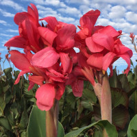 Канна Crimson Beauty