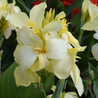Канна Yellow Futurity