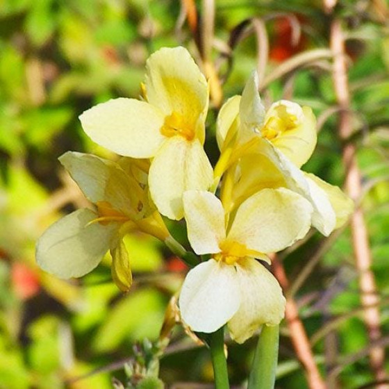 Купити Канна Yellow Futurity в Києві