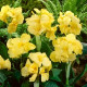Купити Канна Yellow Futurity в Києві