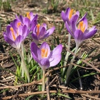 Крокус ботанічний Barr's Purple Крокус ботанічний Barr's Purple