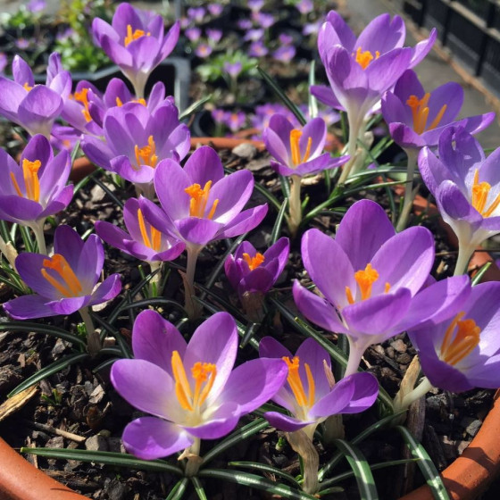 Купити Крокус ботанічний Barr's Purple в Києві