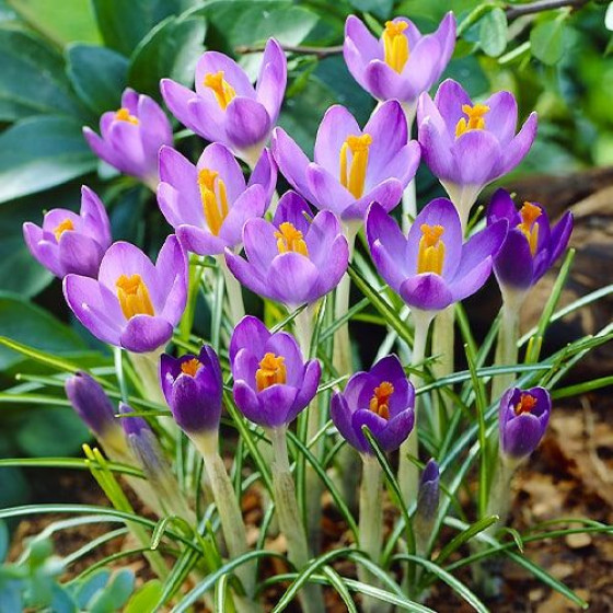 Купити Крокус ботанічний Barr's Purple в Києві