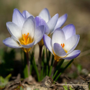 Крокус ботанический Blue Pearl