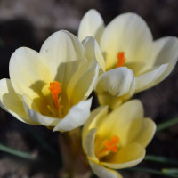 Крокус Ботанический Cream Beauty