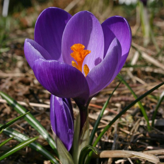 Купить Крокус Крупноцветковый Flower Record в Киеве