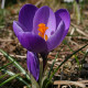 Купить Крокус Крупноцветковый Flower Record в Киеве