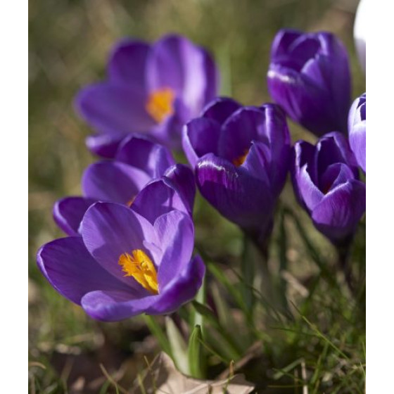Купить Крокус Крупноцветковый Flower Record в Киеве
