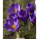 Купить Крокус Крупноцветковый Flower Record в Киеве