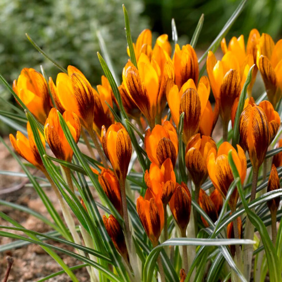 Купити Крокус ботанічний Orange Monarch в Києві