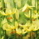 Купити Лілія Мартагон Golden Morning в Києві