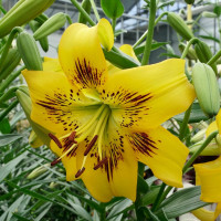 Лілія Азіатська Тигрова Yellow Bruse 