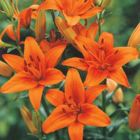 Лілія Азіатська Orange Summer