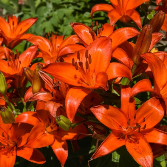 Купити Лілія Азіатська Orange Summer в Києві