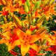 Купити Лілія Азіатська Orange Summer в Києві