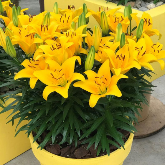 Купити Лілія Азіатська низька Tiny Bee в Києві